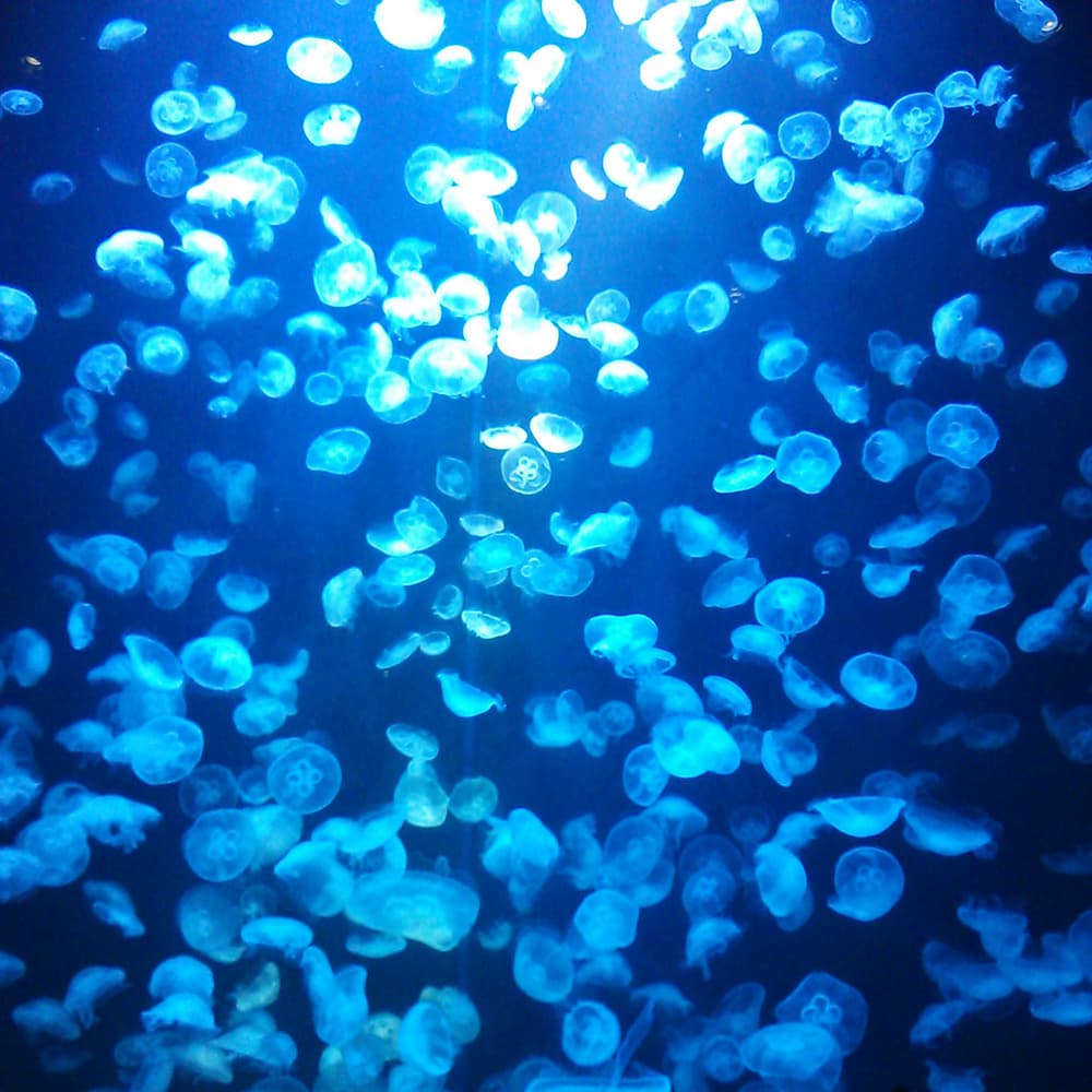 加茂水族館