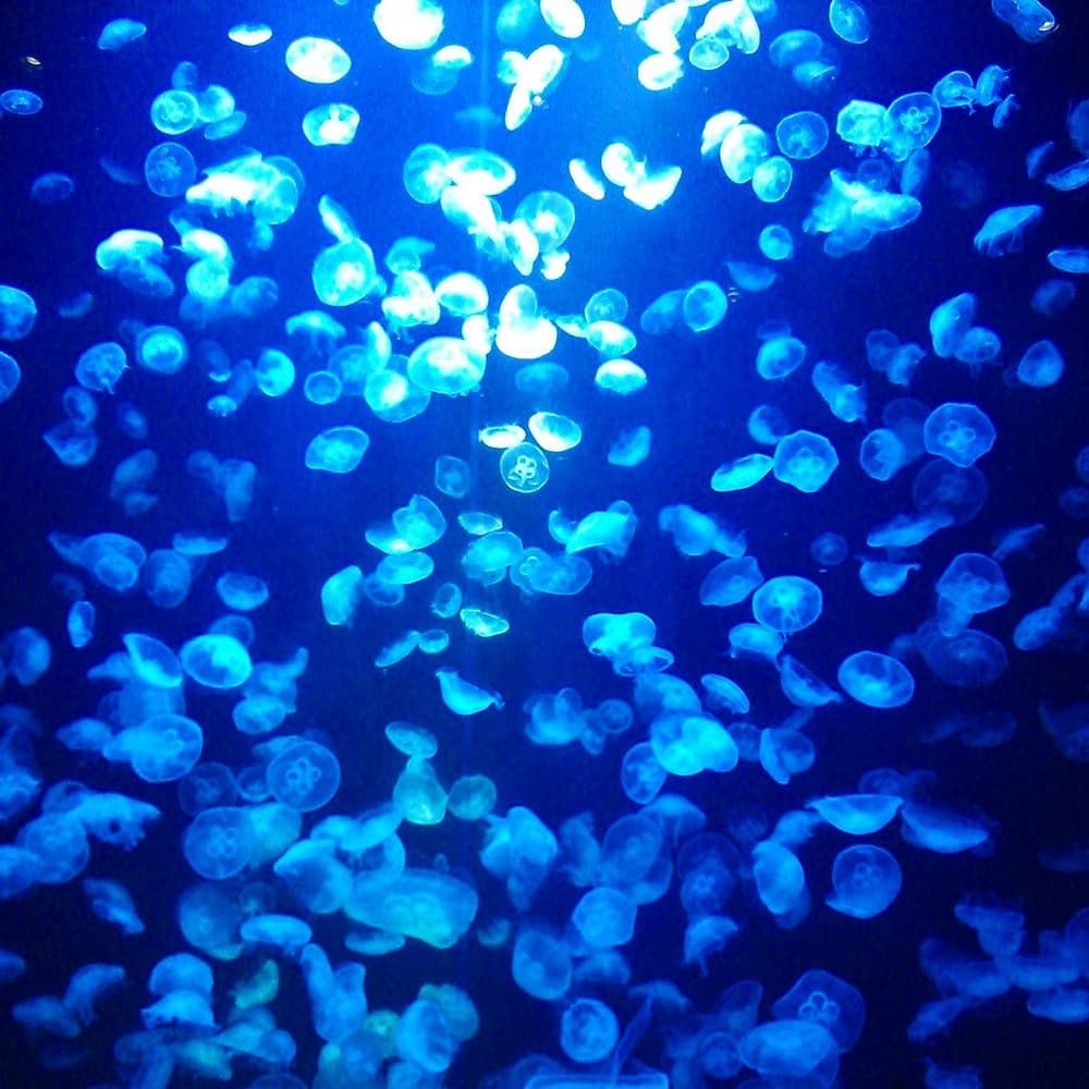 加茂水族館